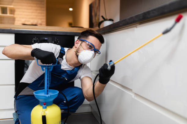 Best Flea Control Services  in Keaau, HI