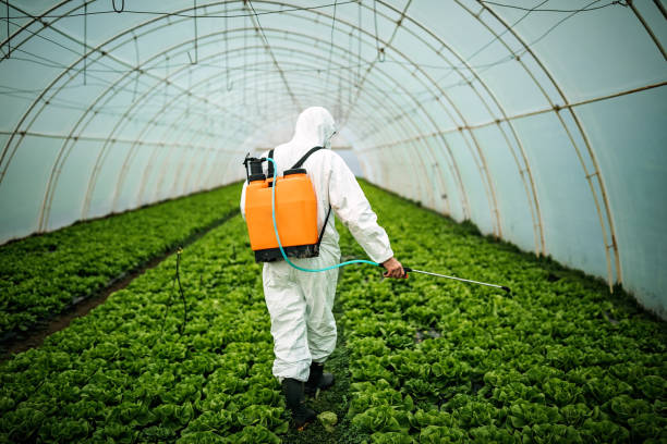 Best Local Pest Control Services  in Keaau, HI