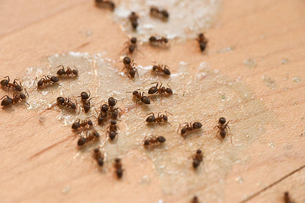 Best Affordable Pest Control Services  in Keaau, HI