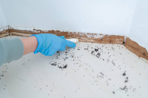 Best Termite Control Services  in Keaau, HI